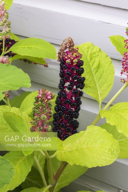 Phytolacca americana - Pokeweed with ripe fruit in summer.