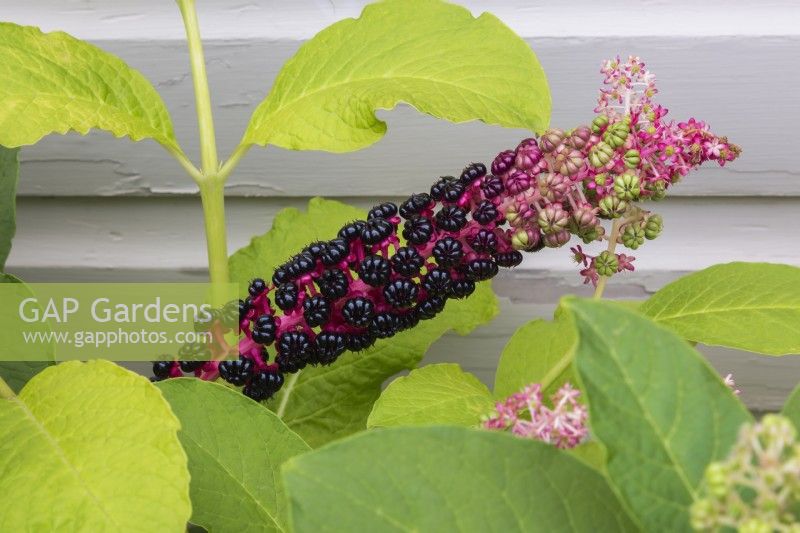 Phytolacca americana - Pokeweed with fruit ripening in summer.