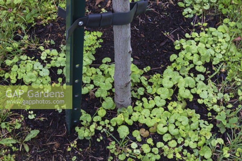 Centella asiatica  - Gotu Kola growing at base of deciduous tree trunk with green metal stake support in summer.