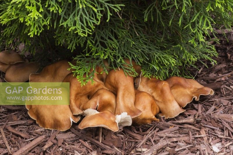 Soft tan coloured gilled mushroom growing under Thuja occidentalis 'Smaragd' - Cedar tree in mulch border in summer.