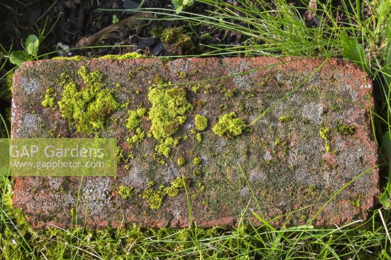 Bryophyta - Green Moss and Lichen growth on surface of red brick paver embedded in grass lawn in sunmer.