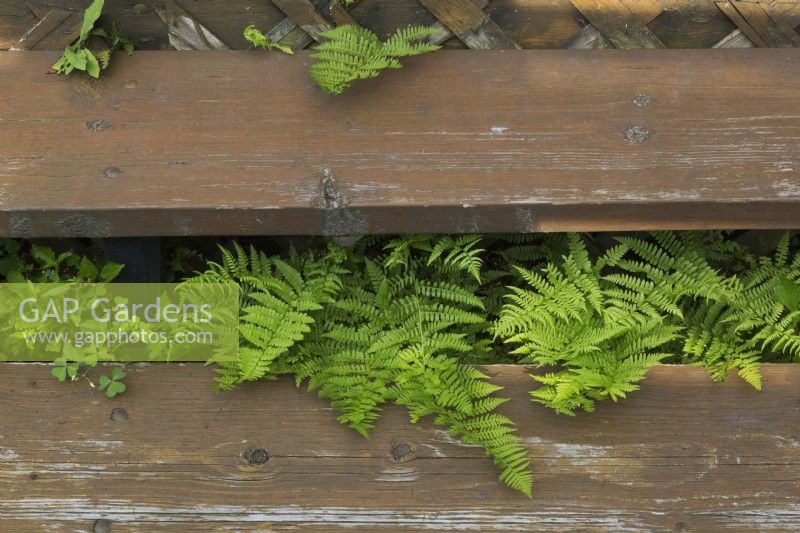 Pteridophyta - Fern plants growing under the stairs of a wooden deck in summer.