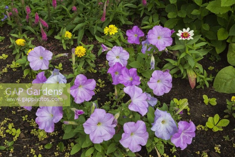 Petunia x hybrida multiflora 'Celebrity Lilac' in border in summer.
