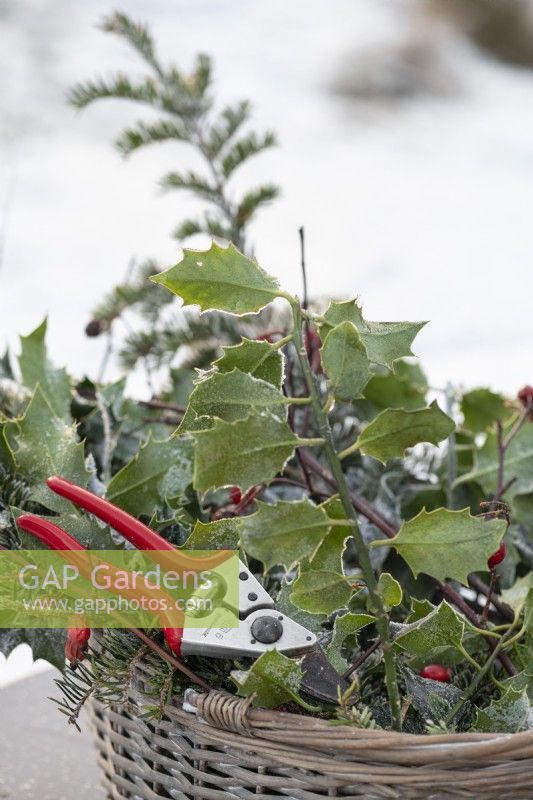 Winter display of cut evergreen holly and yew foliage with rose hips  and Felco secateurs in a wicker basket. Photographed in a snowcovered landscape.