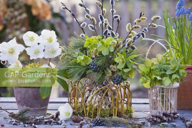 Spring arrangement including bouquet of pine twigs, ivy berries, pussy willow and hellebore in a glas jar, Christmas roses and muscari in terracotta pots.