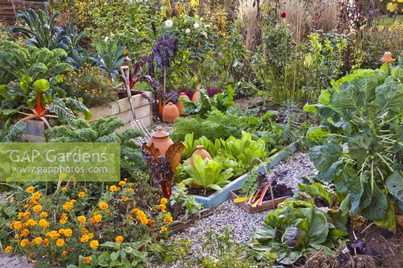 Autumnal kitchen garden with raised beds full of late vegetables including kale, lettuce, Swiss chard, Brussels sprouts, carrots and chicory.