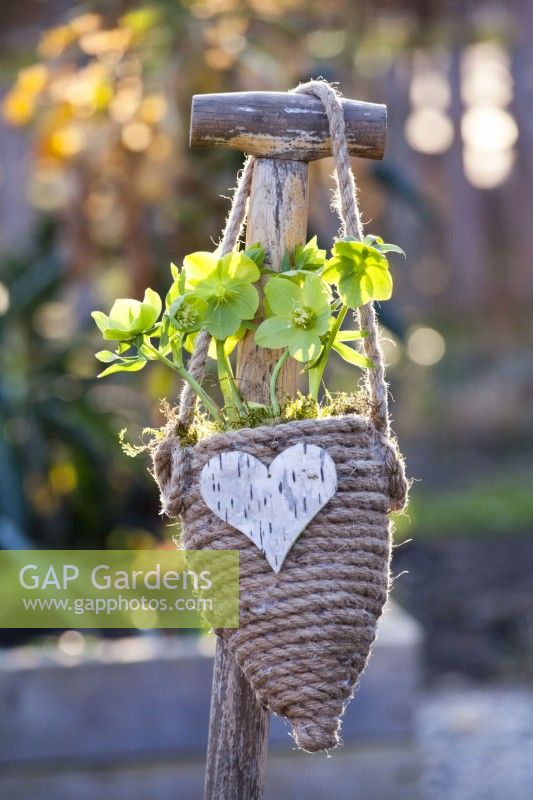 Helleborus odorus growing in a hanging container covered with rope.