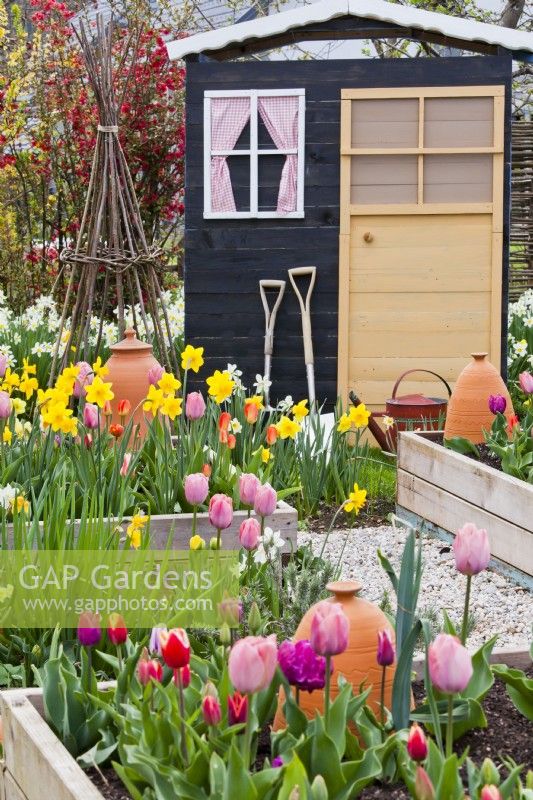 Raised beds of tulips and dafodils and a garden shed with tools.