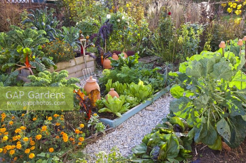 Autumnal kitchen garden with raised beds full of late vegetables including kale, lettuce, Swiss chard,, chicory, Brussels sprouts and carrots.