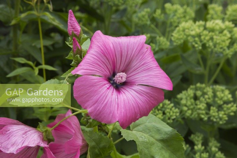 Lavatera 'Twins Hot Pink' - Mallow in summer.