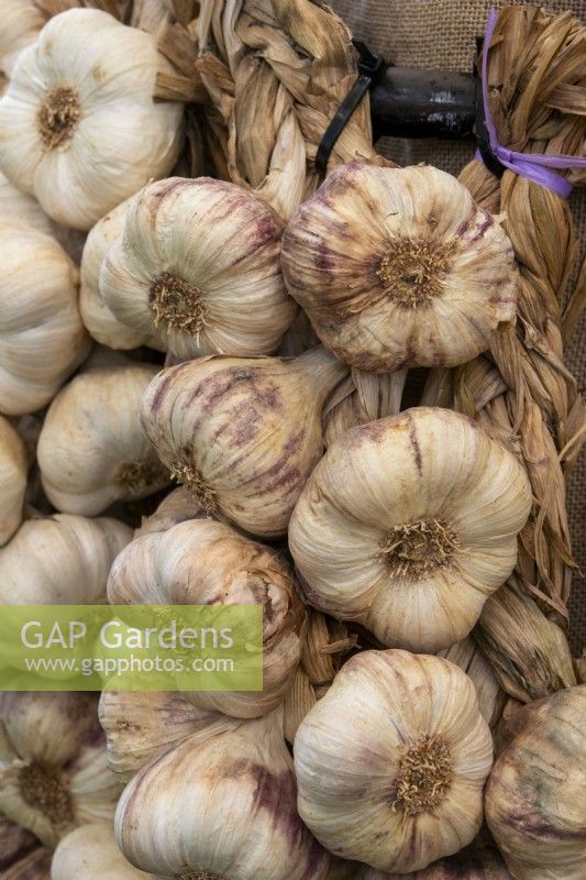 Plait of Allium sativum var. ophioscorodon 'Sprint' - garlic - Malvern Autumn Show 2023 - Garth Cottage Herbs