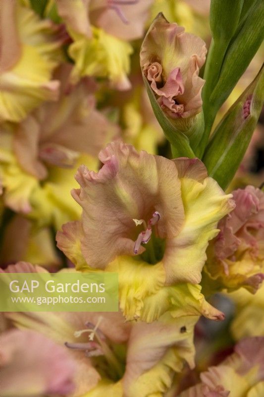 Gladiolus 'Kingston Ruffles' - Malvern Autumn 2023 - Pheasant Acre Plants