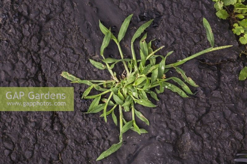 Digitaria ciliaris - Crabgrass growing through crack in black asphalt pavement surface in summer.
