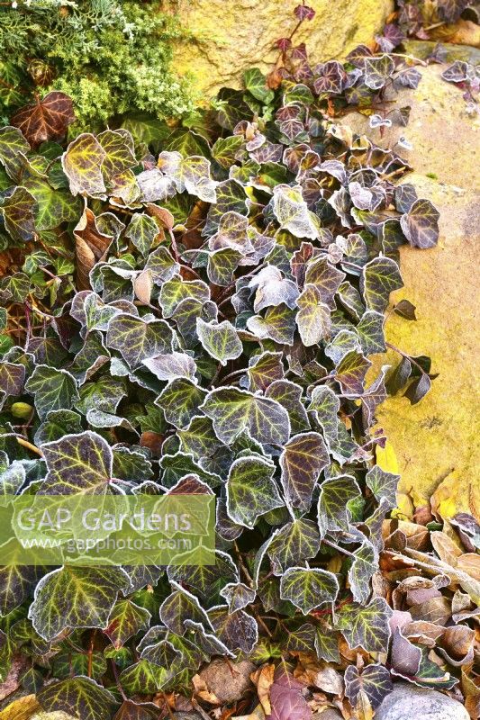 Creeping ivy, Hedera helix, leaves covered in frost in winter garden. December.