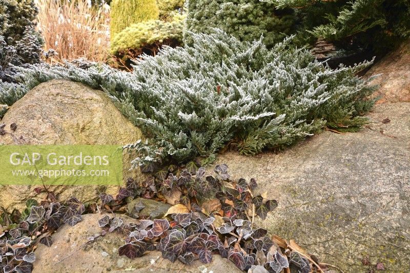 Frosted Juniperus horizontalis and Hedera Helix  in winter garden. December