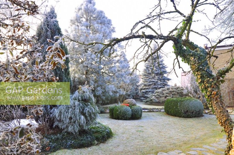 Frosted winter garden with Pinus wallichiana and shrubs,  January