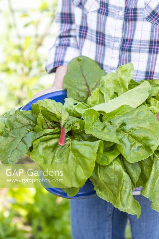 Woman holding a colander full of Spinach beet and Swiss chard 'Rainbow' leaves