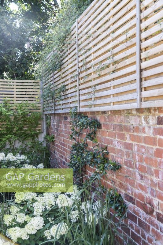 Brick wall with wooden fence on top with Trachelospermum jasminoides - Star jasmine climbing
