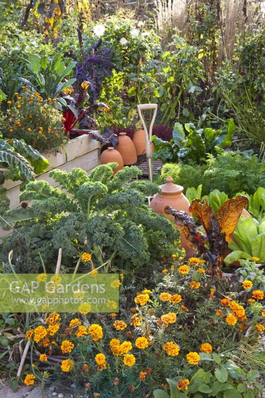 Autumnal kitchen garden with Tagetes patula, curly kale and swiss chard.