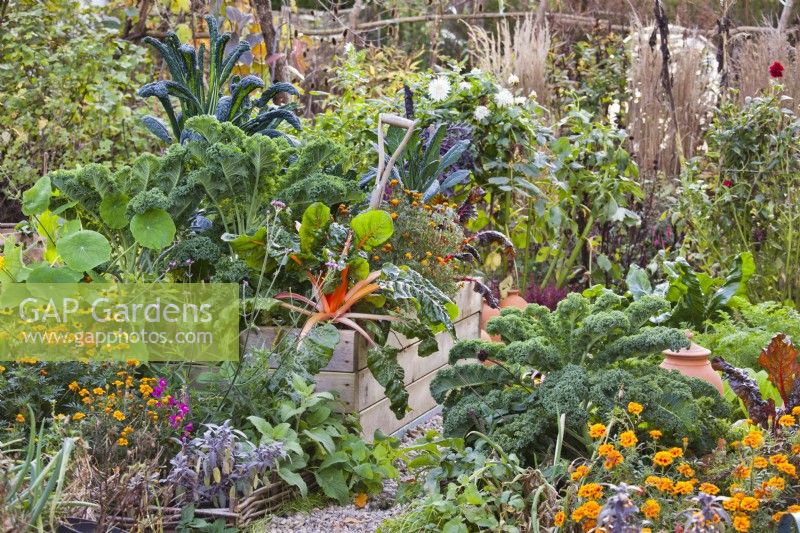 Kitchen garden in November with raised beds full of late crops including curly kale, kale 'Nero di Toscana', Swiss chard and French marigold.
