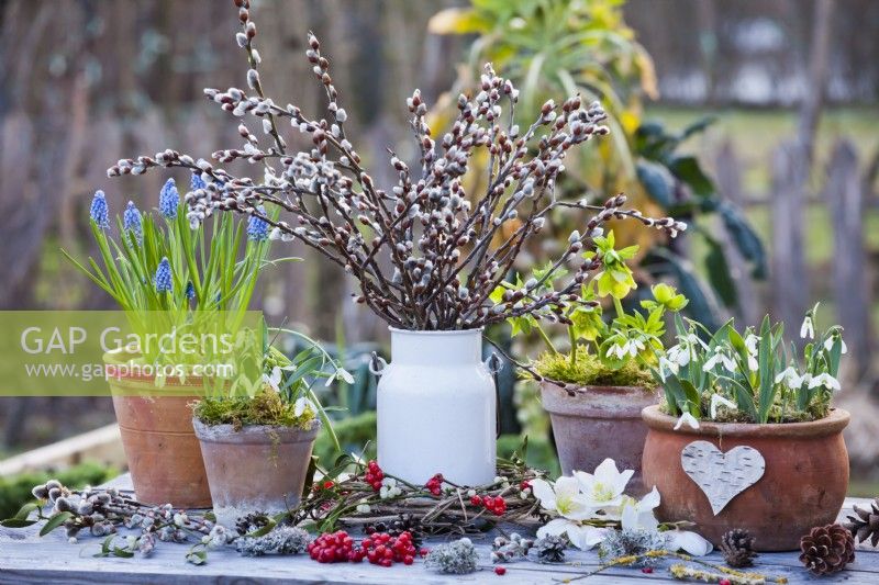 Bunch of pussy willow in a milk churn and pot growing snowdrops, muscari and hellebore.