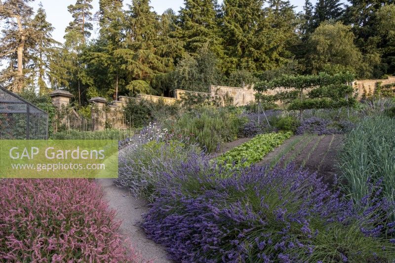 Lines of lavender plants edging path in large walled kitchen garden