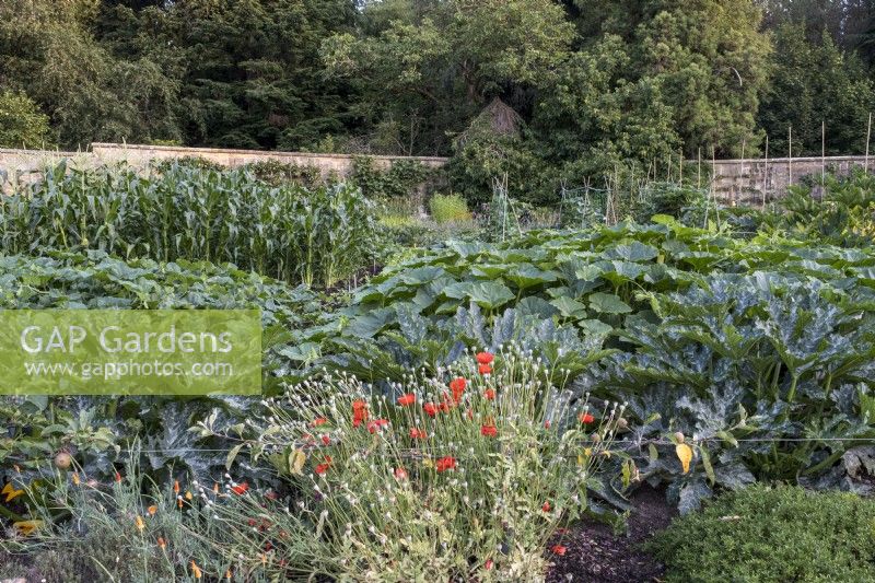 Large walled kitchen garden with courgettes, pumpkins, and sweetcorn plants