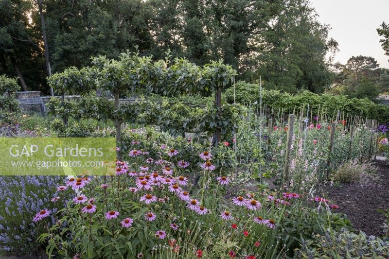 Large walled kitchen garden, with cutting flowers, including Echinacea, sweet peas, poppies and lavender.
