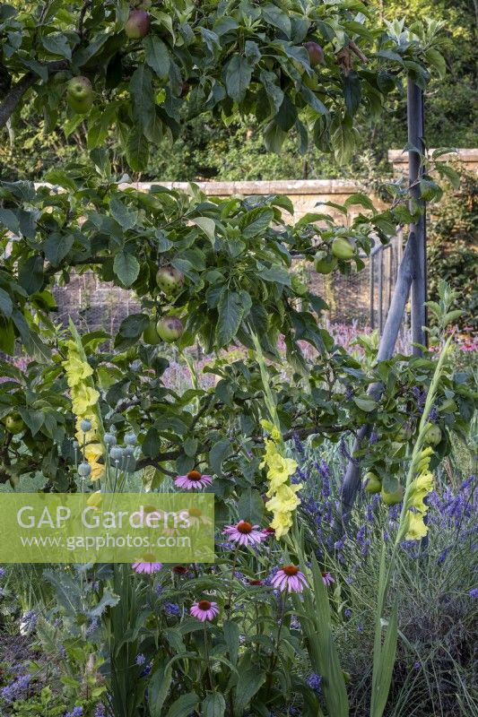 Espaliered Apple tree with Gladiolus 'Green Star' and Echinacea purpurea in large walled kitchen garden