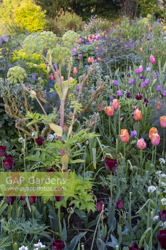 Tulips 'Blue Amiable' and 'Dordogne' with Angelica archangelica mixed in informal cottage garden border