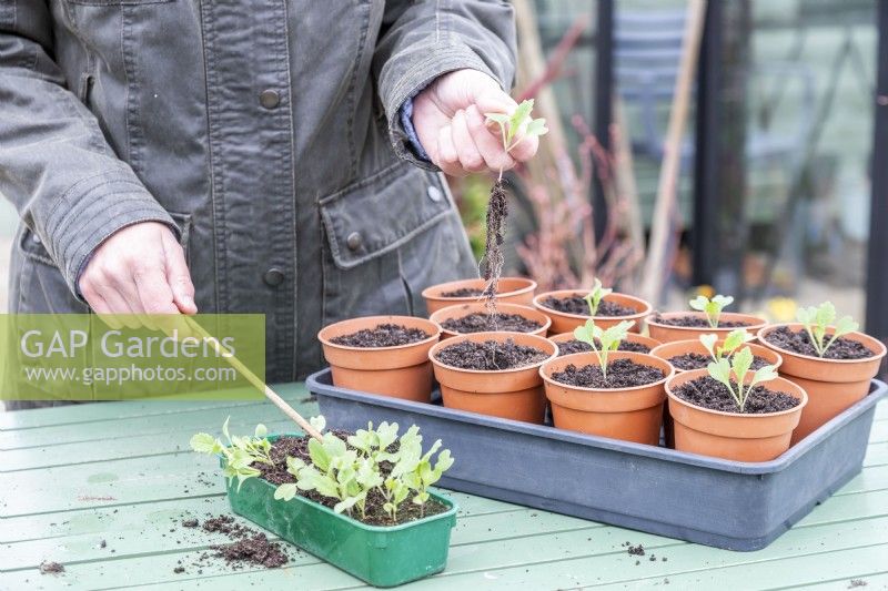 Woman pricking out Savoy cabbage 'Vertus' seedlings and planting them in small pots