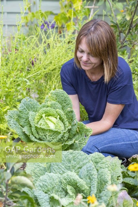 Woman picking Savoy Cabbage 'Vertus'
