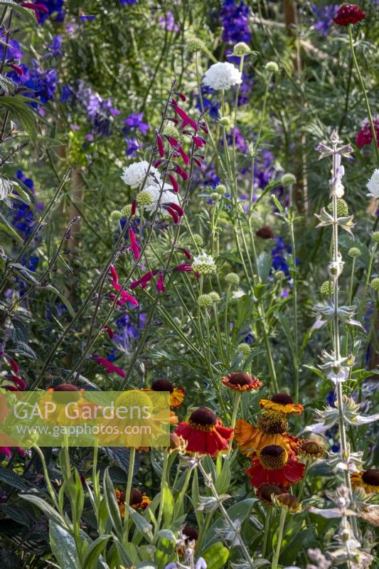 View across cottage garden borders in early summer with Salvia curviflora and Helenium 'Sahin's Early Flowerer'