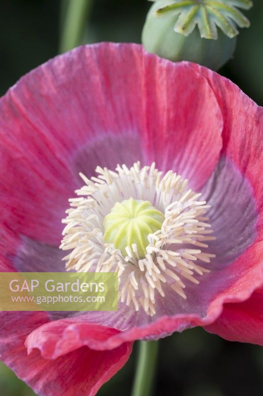 Papaver somniferum, Opium Poppy