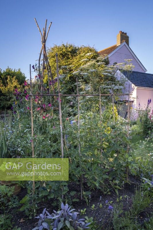 View across cottage garden borders in early summer, tomatoes on simple bamboo supports