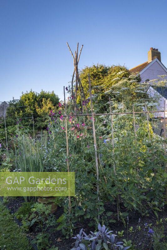 View across cottage garden borders in early summer, tomatoes on simple bamboo supports