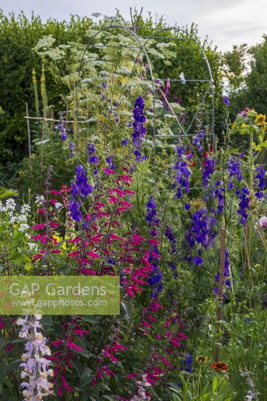 View across cottage garden borders in early summer with Salvia curviflora and Larkspur, Consolida ajacis behind