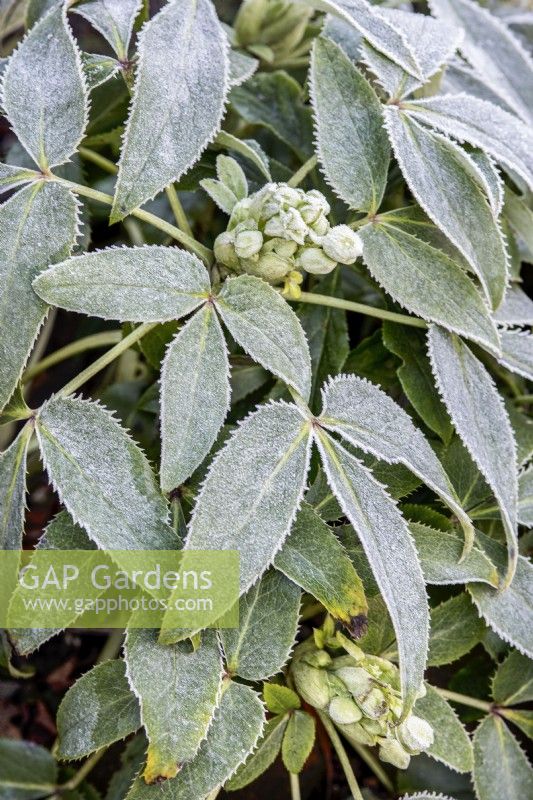 Frosted Helleborus argutifolius - holly-leaved hellebore, Corsican hellebore flower and foliage