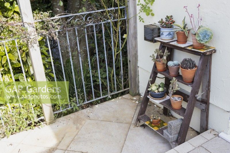 A repurposed stepladder against a cream wall and on a tiled floor, has a variety of succulents on each step. June. 