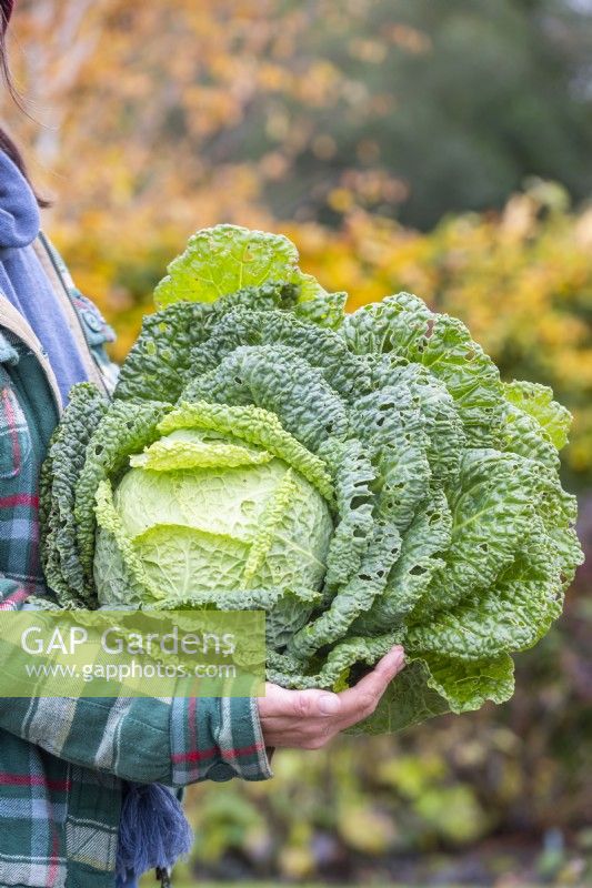Woman holding Savoy Cabbage 'Vertus'
