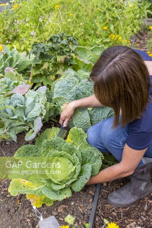 Woman using kitchen knife to harvest Savoy Cabbage 'Vertus'