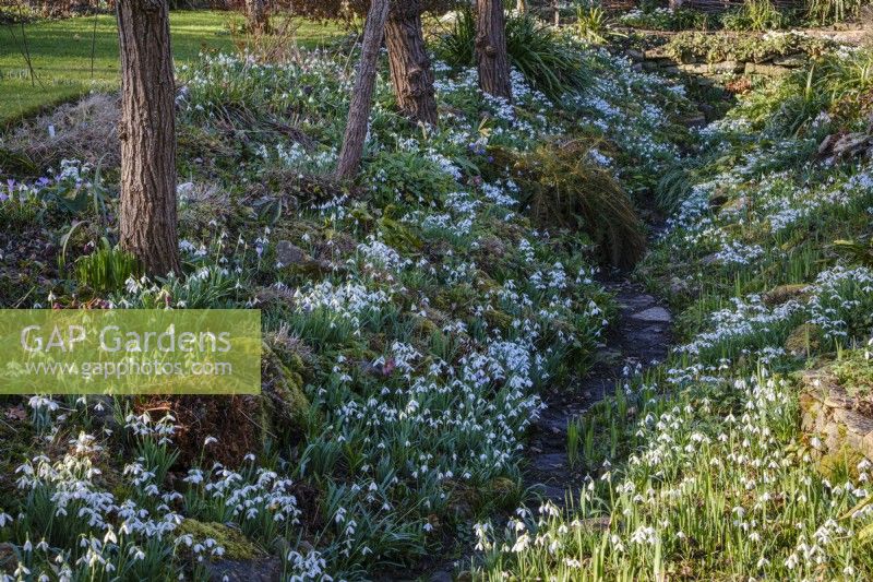 Snowdrops in the Ditch Garden at East Lambrook Manor