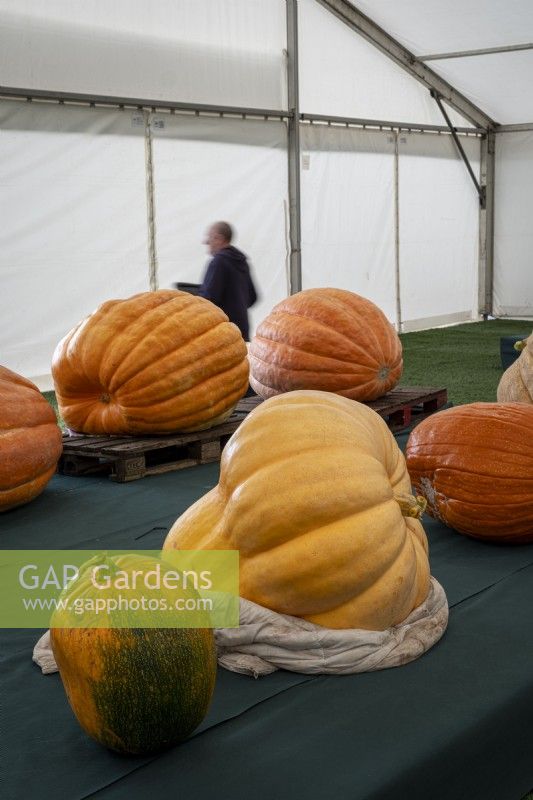 The Malvern Show, giant pumpkins