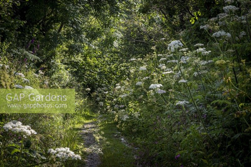 A shady country lane filled with Hogweed,  Heracleum sphondylium