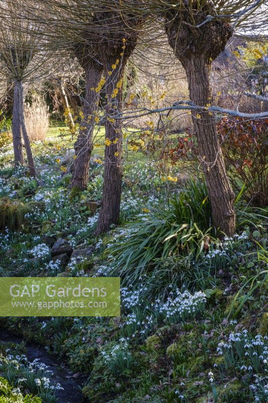 Snowdrops, beneath Hamamelis x intermedia 'Pallida', Witch Hazel, in the Ditch Garden at East Lambrook Manor
