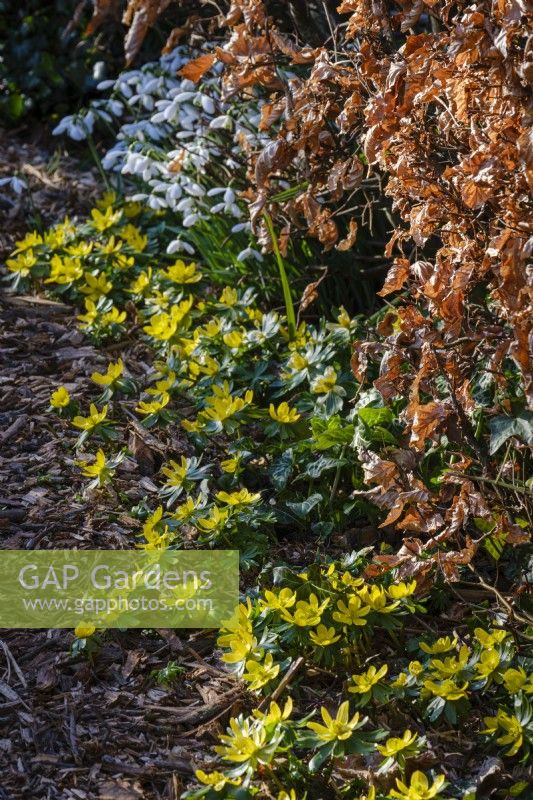 Snowdrops, Galanthus, and Eranthis hyemalis, Winter Aconite beneath Beech hedging