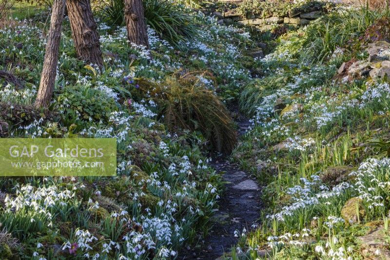Snowdrops in the Ditch Garden at East Lambrook Manor