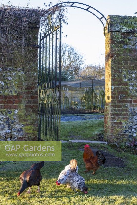 Hens feeding in grass next to gate in old brick wall