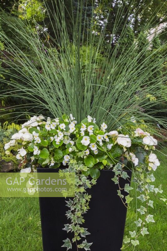 White Begonia, Hedera - Ivy and Juncus - Rush in large upright black container in backyard garden in summer.
