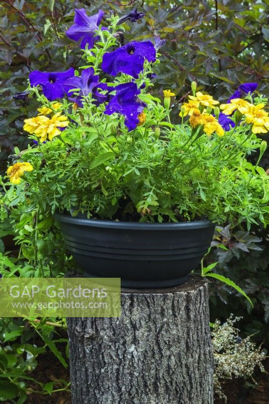 Tagetes 'Durango Yellow' - Marigold, purple Petunia flowers growing in black container on top of tree stump in summer.